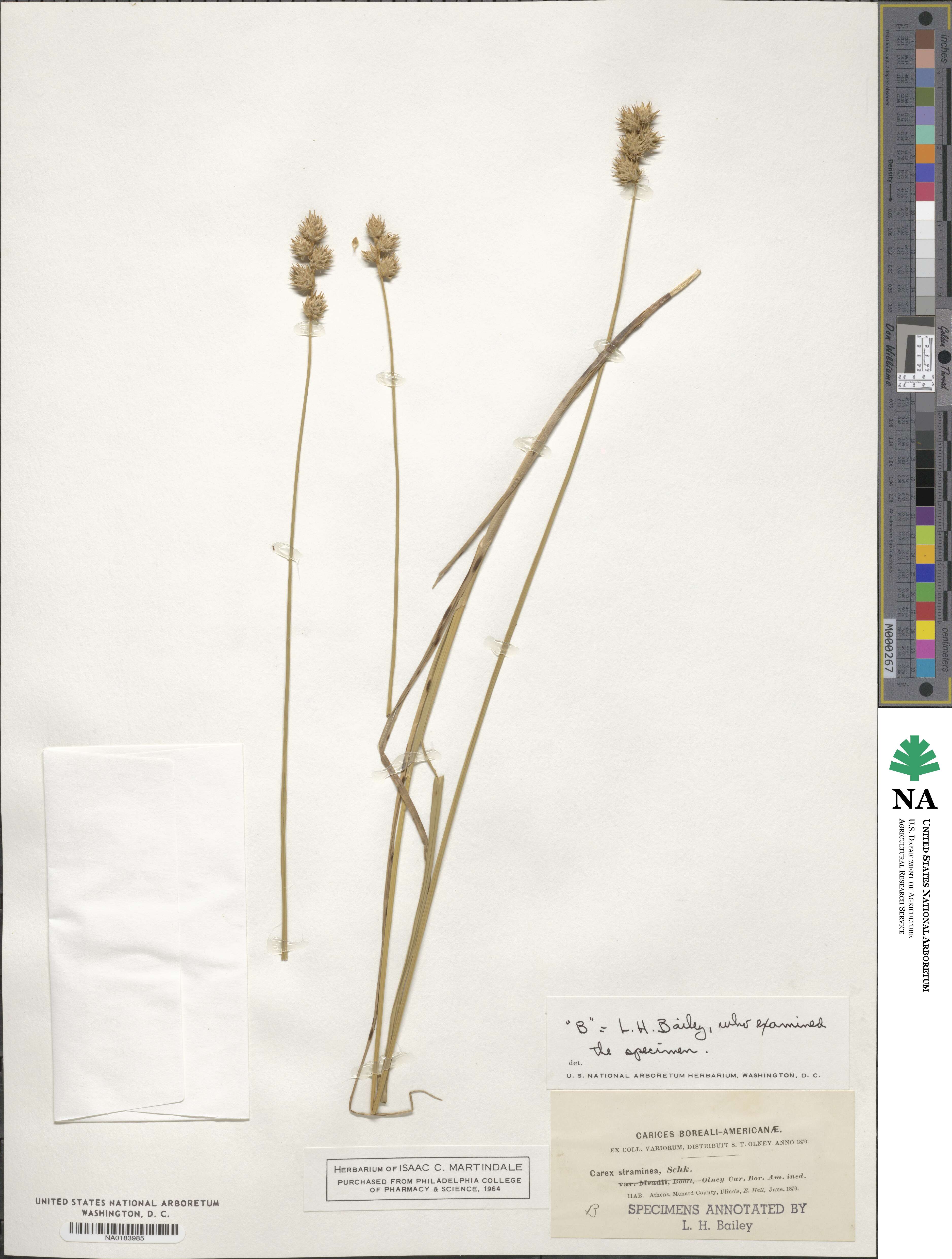 Carex straminea image