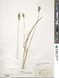 Carex straminea image