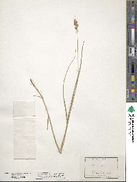 Carex straminea image