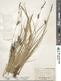 Carex striata image