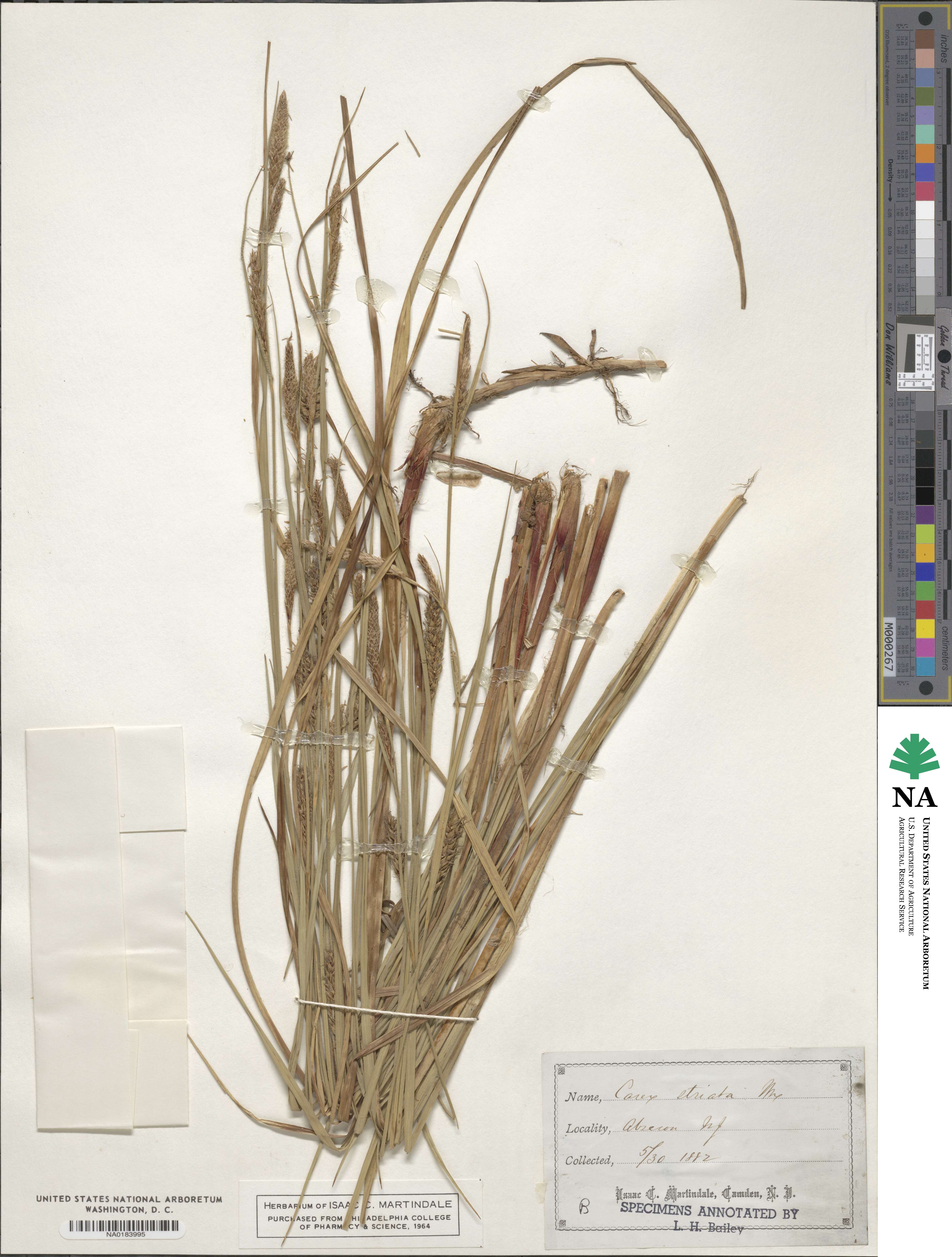 Carex striata image