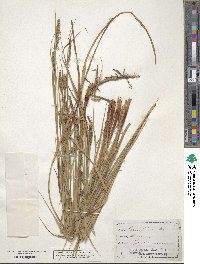 Carex striata image