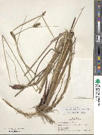 Carex striata image