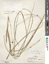 Carex striata image