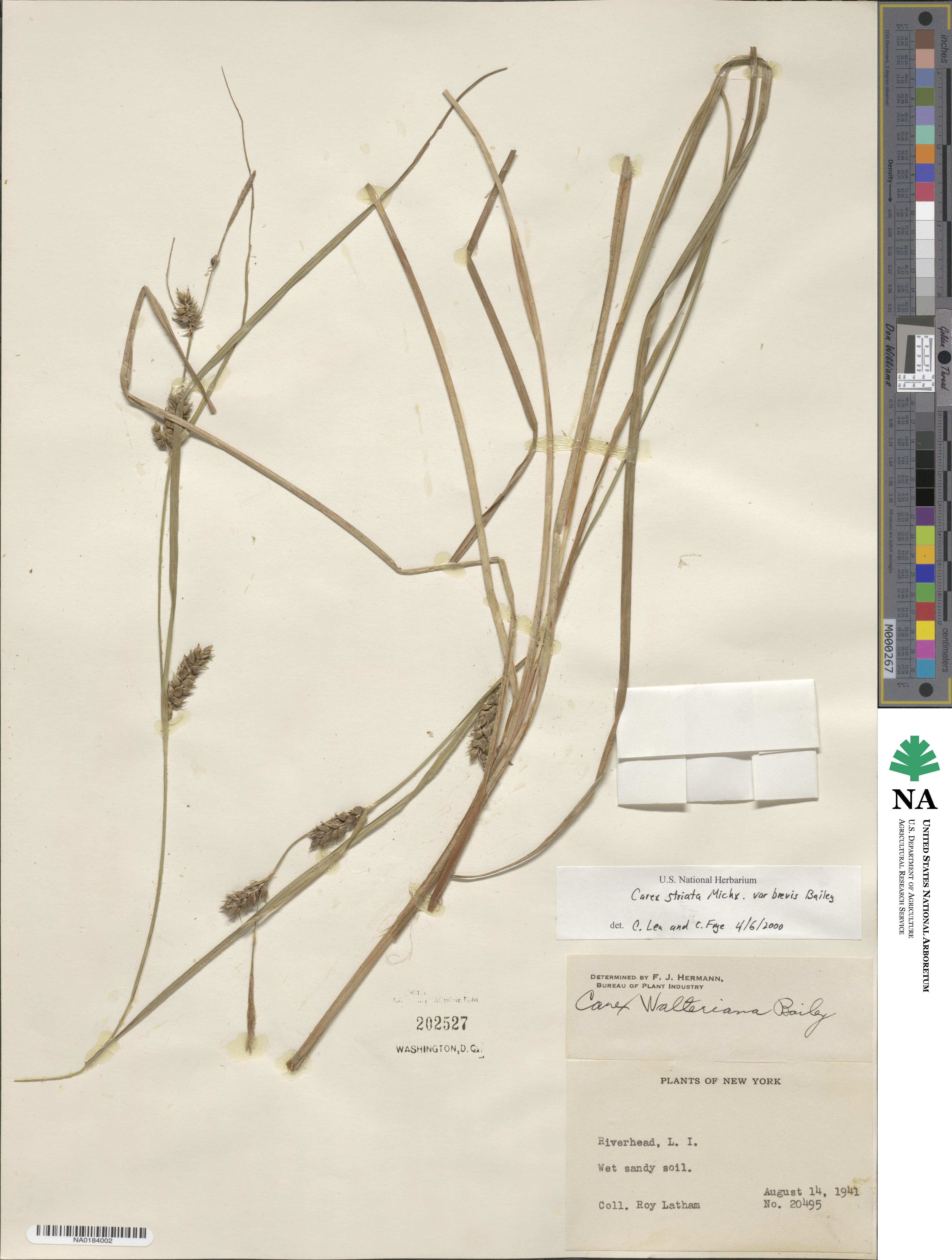 Carex striata image