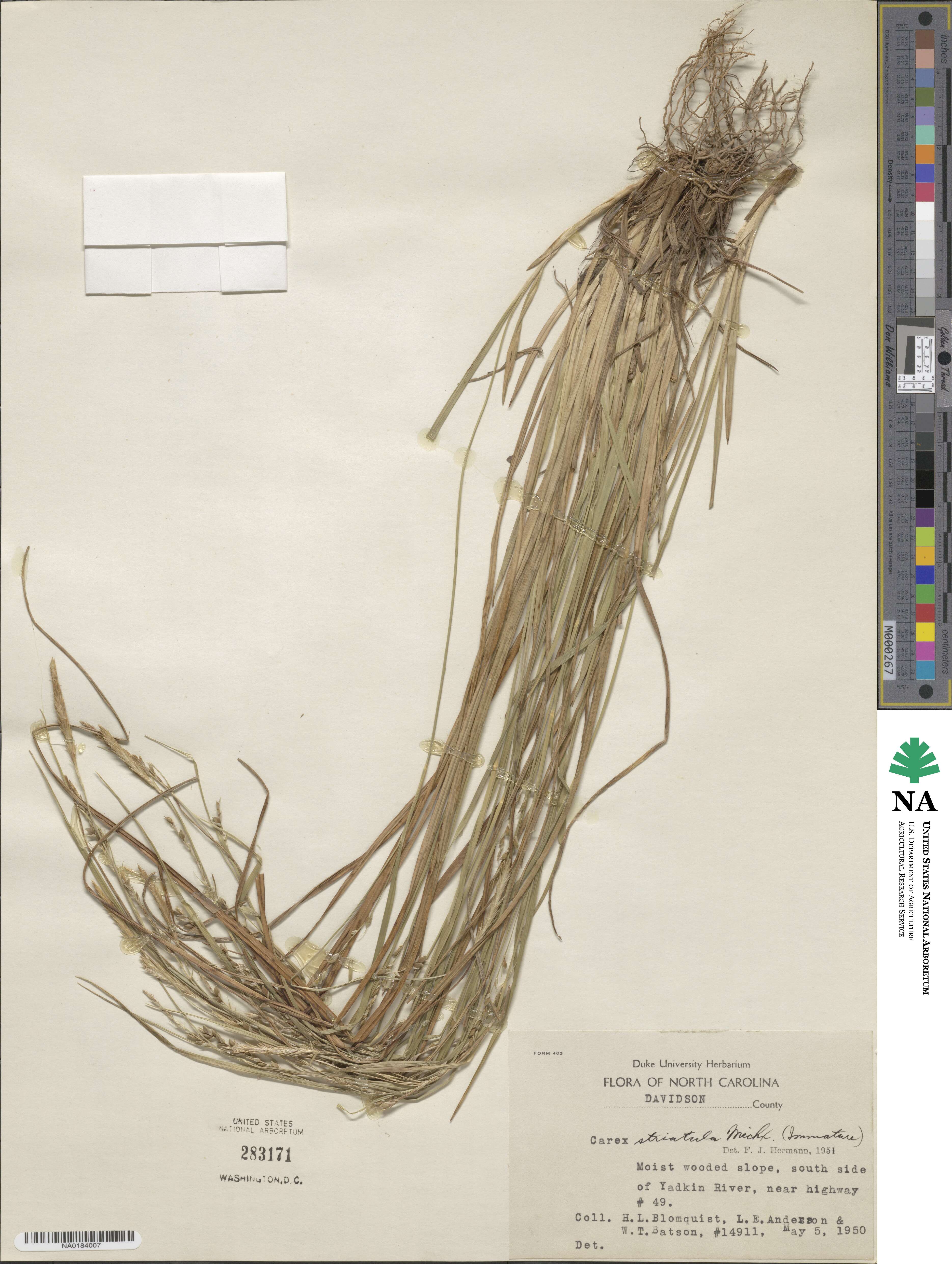 Carex striatula image