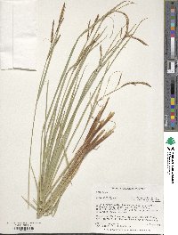 Carex stricta image