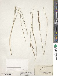 Carex stricta image