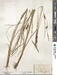 Carex stricta image