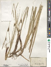 Carex stricta image