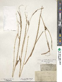 Carex stricta image