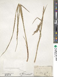 Carex stricta image