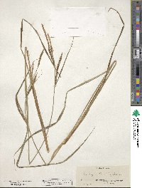 Carex stricta image