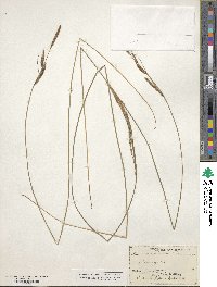 Carex stricta image