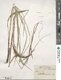 Carex stricta image