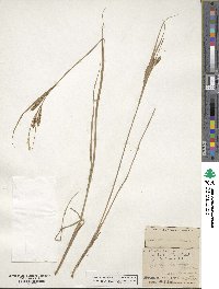 Carex stricta image