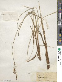 Carex stricta image