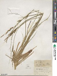 Carex stricta image