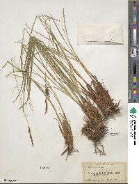 Carex stricta image