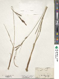 Carex stricta image