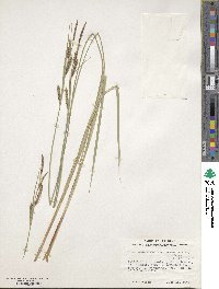 Carex stricta image