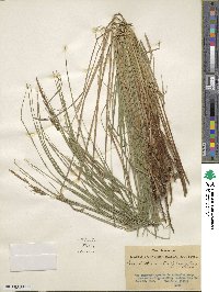 Carex stricta image