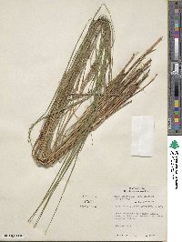 Carex stricta image