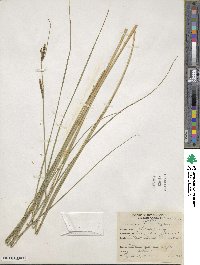 Carex stricta image