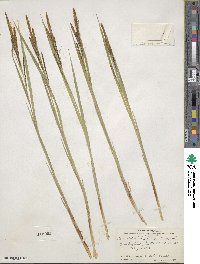 Carex stricta image