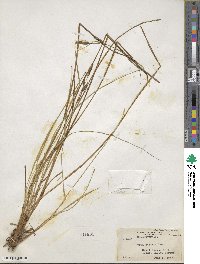 Carex stricta image