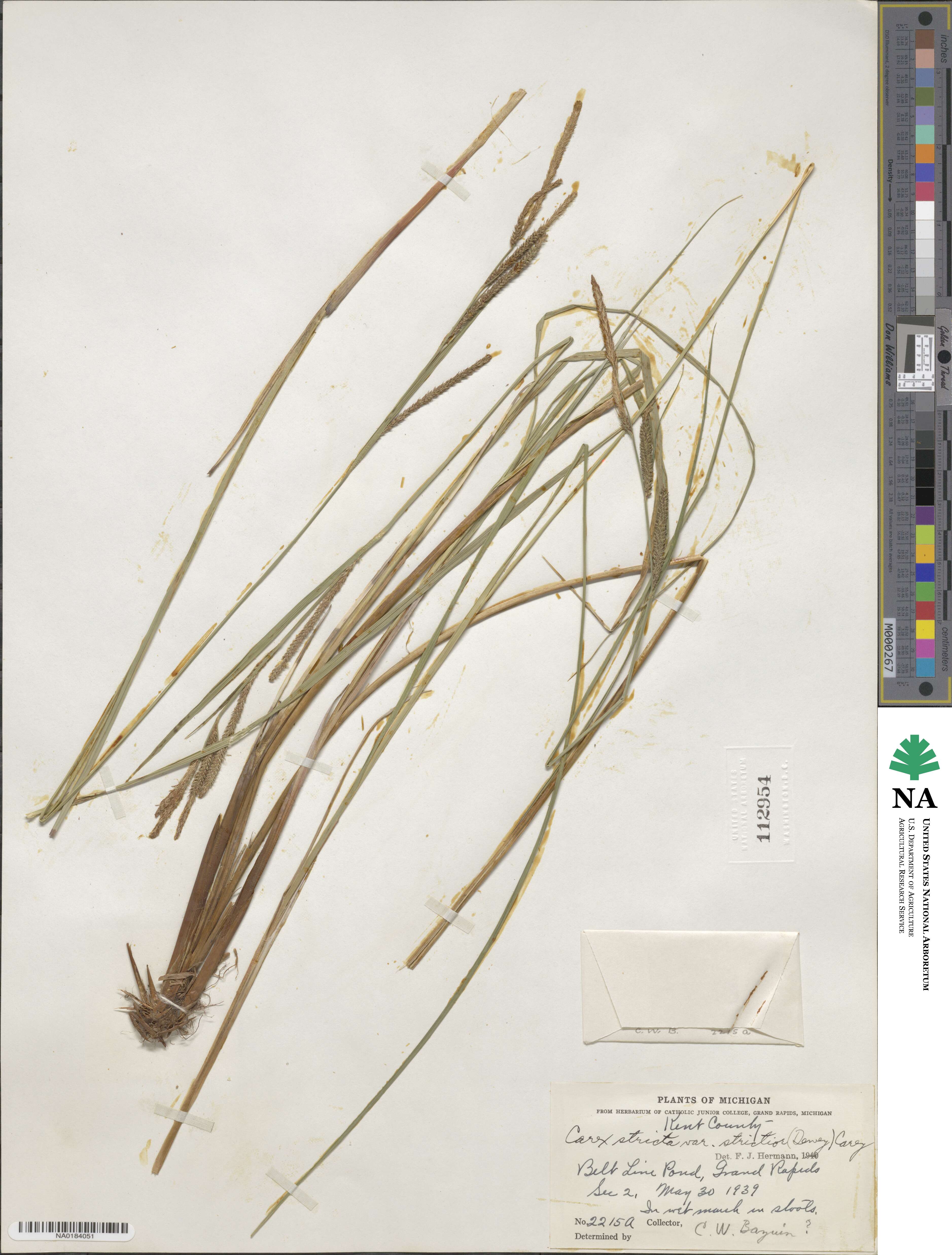 Carex stricta image
