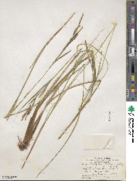 Carex stricta image