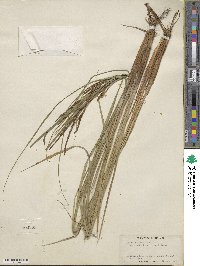 Carex stricta image