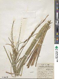 Carex stricta image