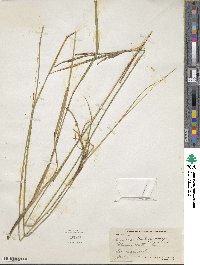 Carex stricta image