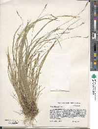 Carex styloflexa image