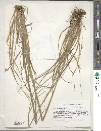 Carex styloflexa image