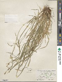 Carex styloflexa image