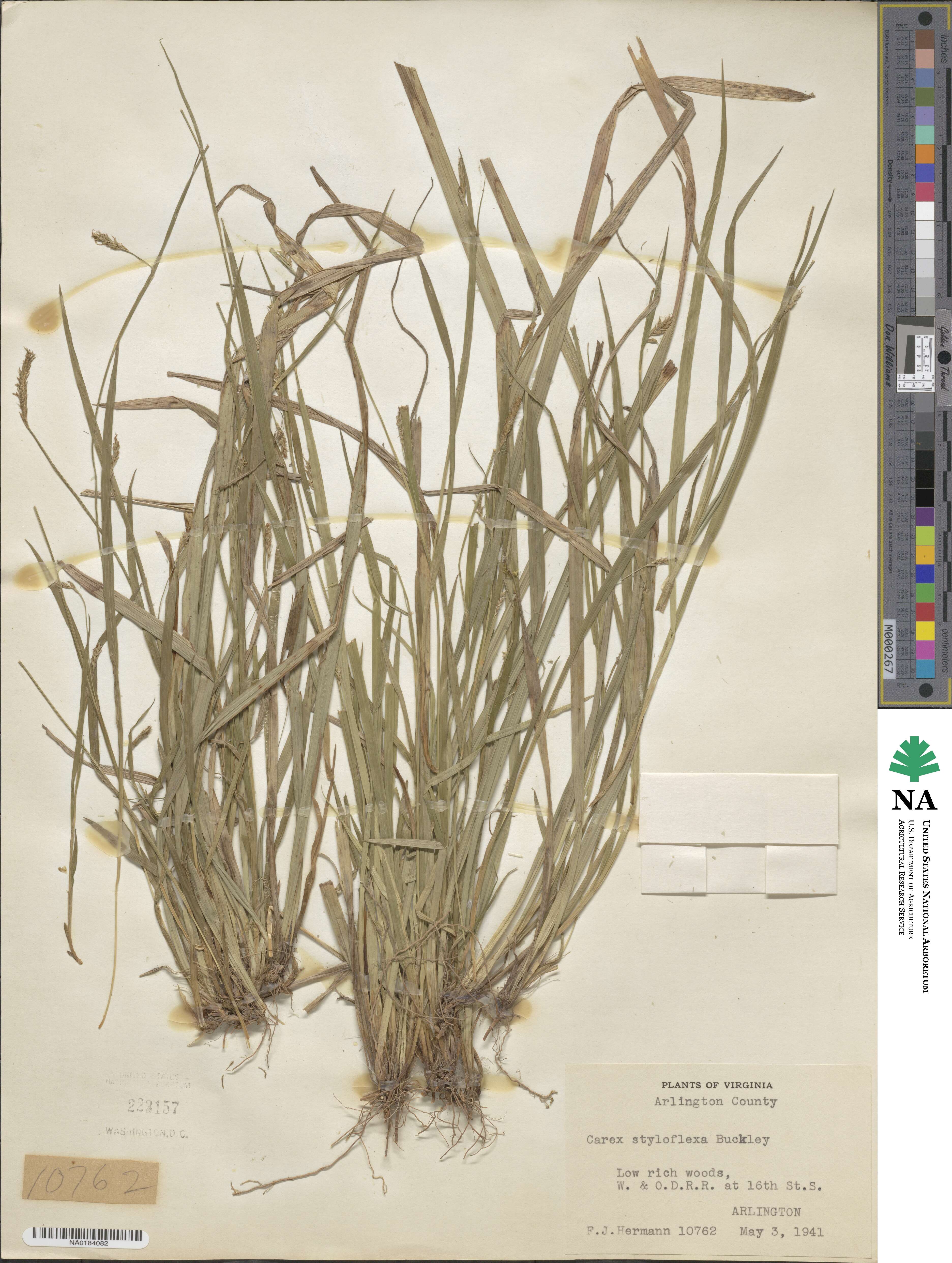 Carex styloflexa image