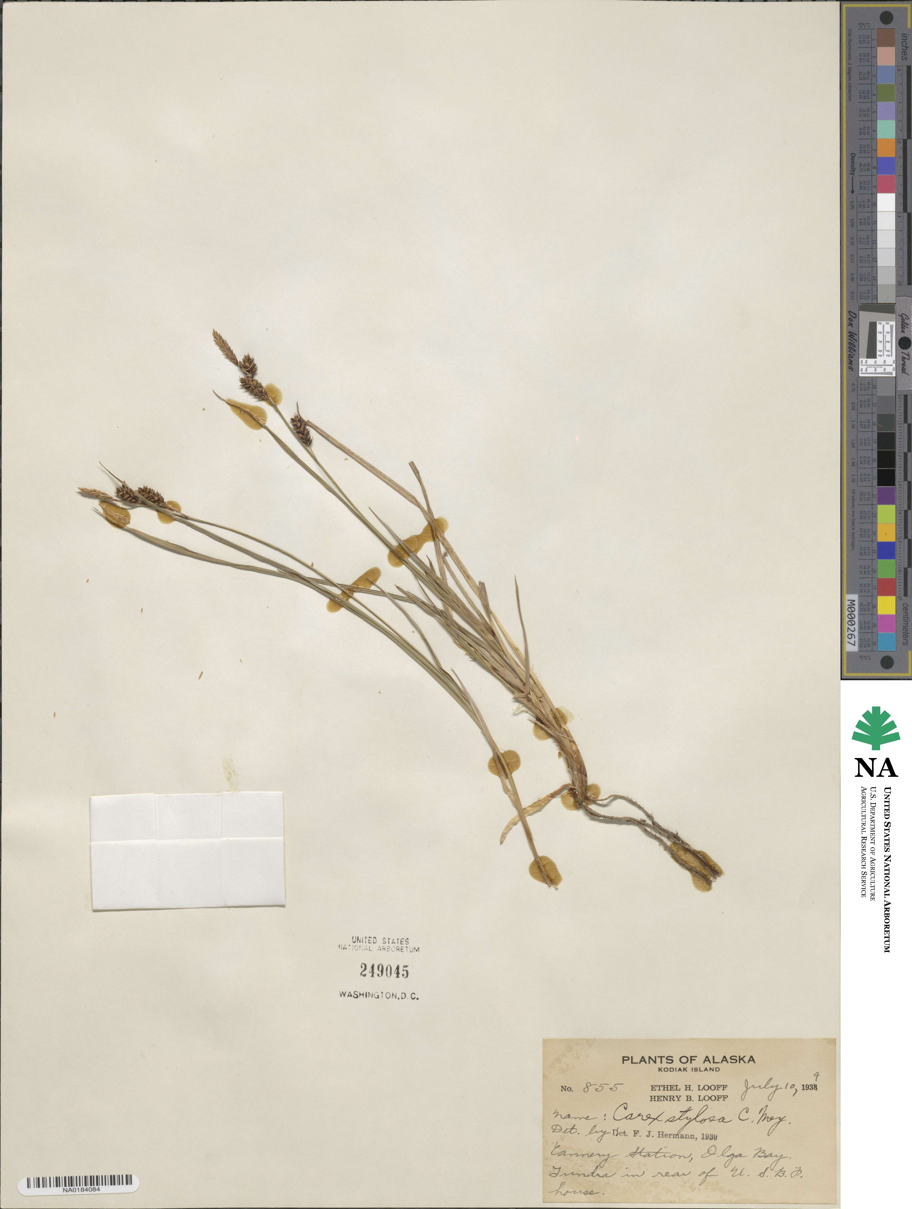 Carex stylosa image