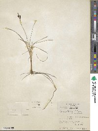 Carex stylosa image