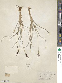 Carex stylosa image