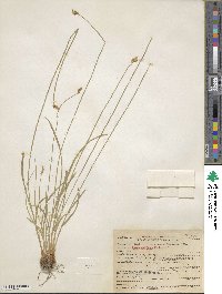 Carex subfusca image