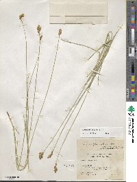 Carex subfusca image