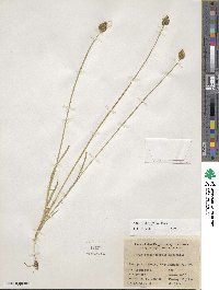 Carex subfusca image