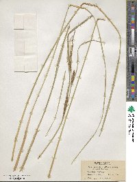 Carex aquatilis var. substricta image