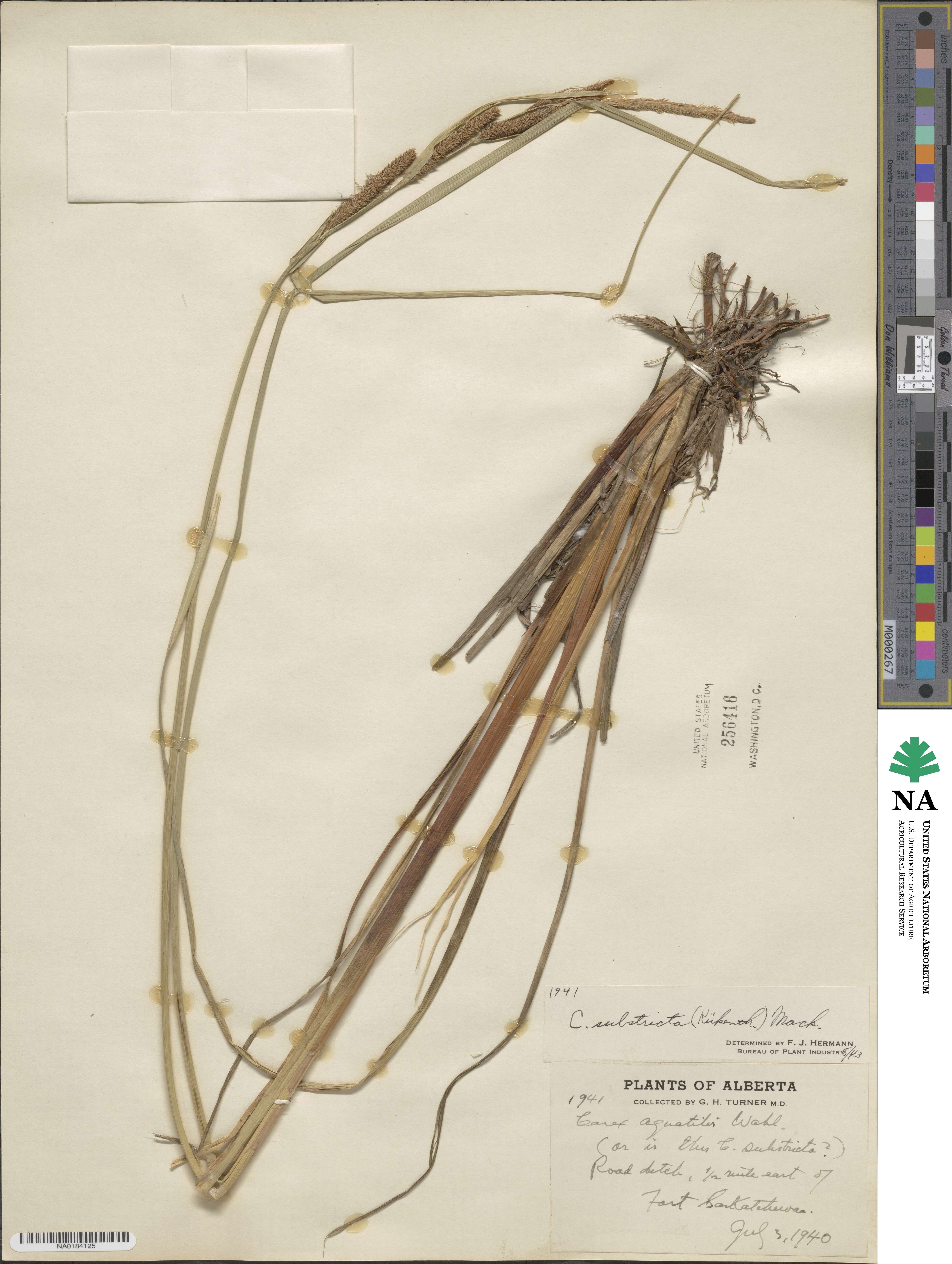 Carex aquatilis var. substricta image