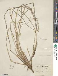 Carex aquatilis image