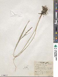 Carex aquatilis image