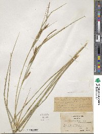 Carex aquatilis var. substricta image